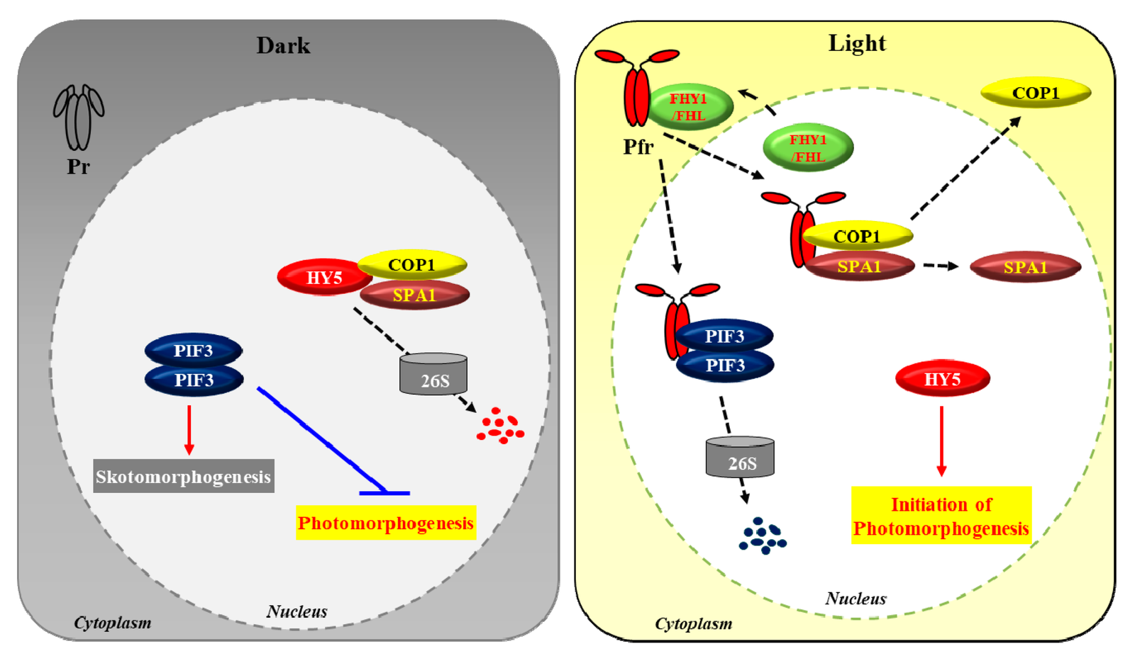 How Phytochrome B PhyB Regulates Plant Development?