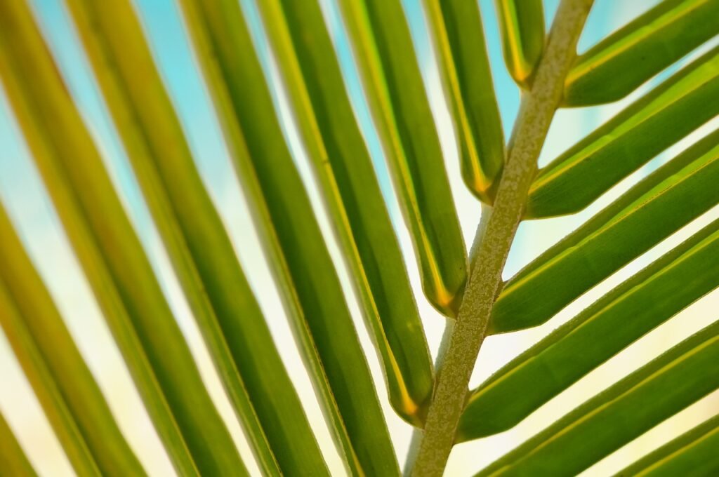 Palm products
